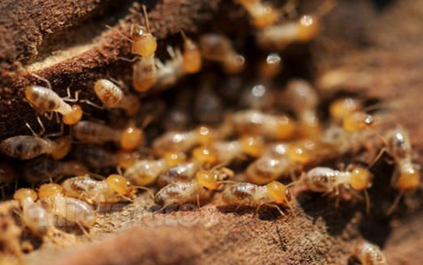 ��ë�˰���