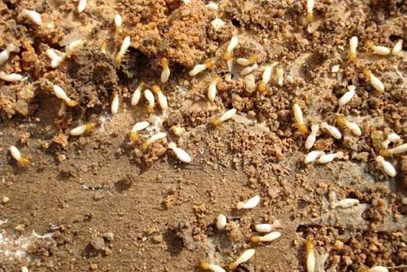 ���Ϸ���